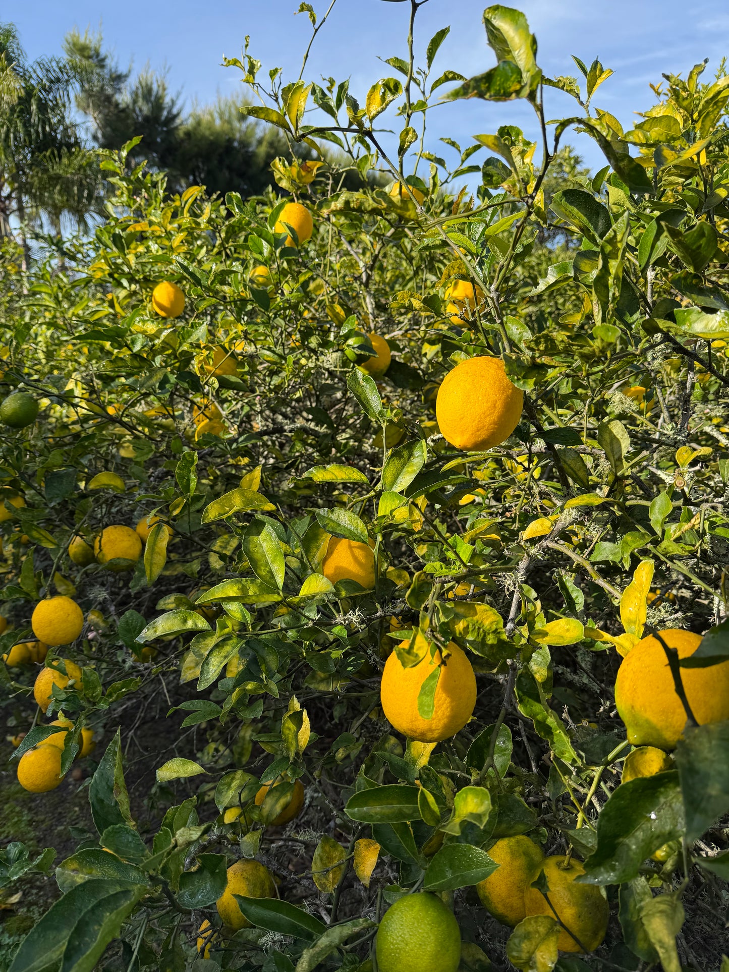 Meyer Lemons 4Kg Box