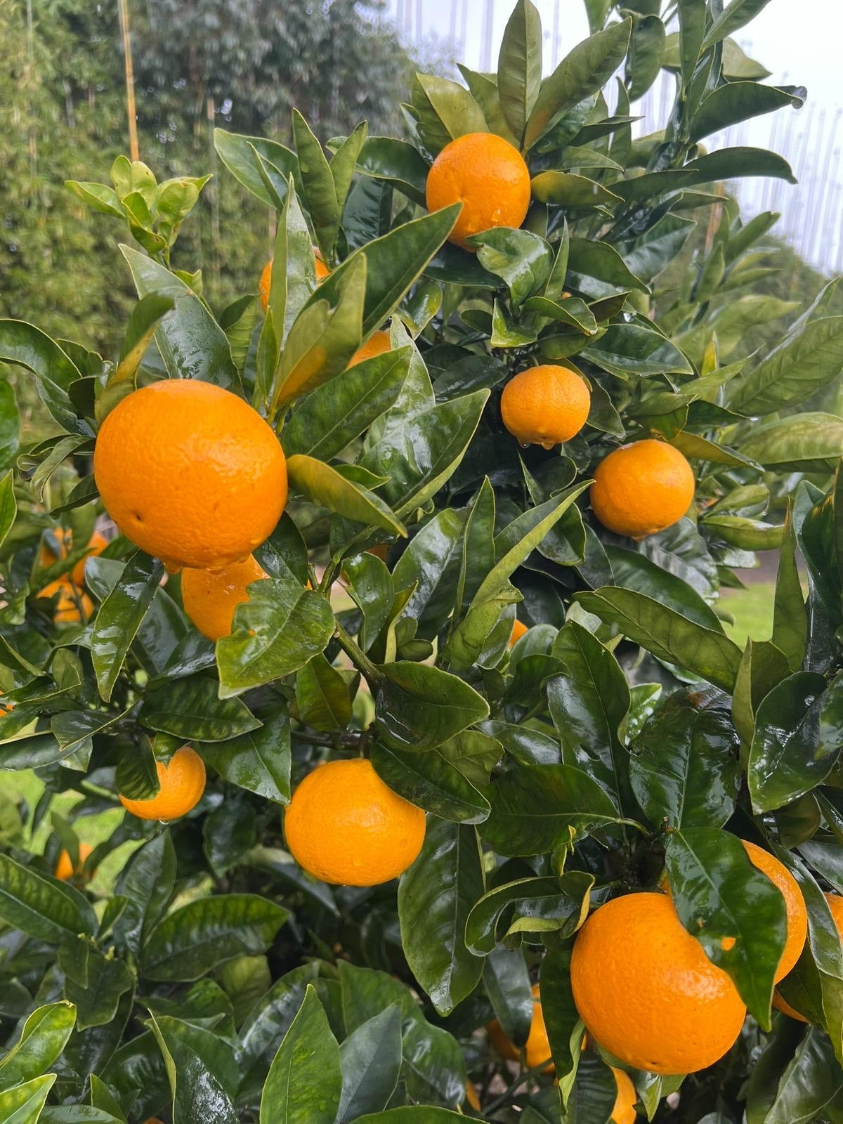 Navel Oranges
