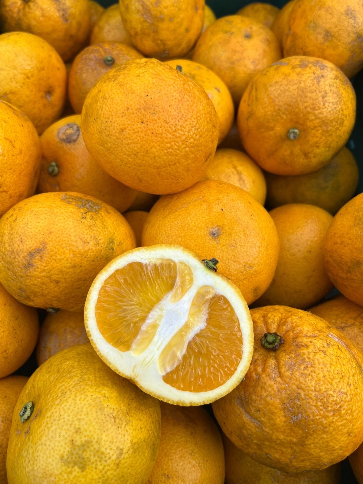 Navel Oranges