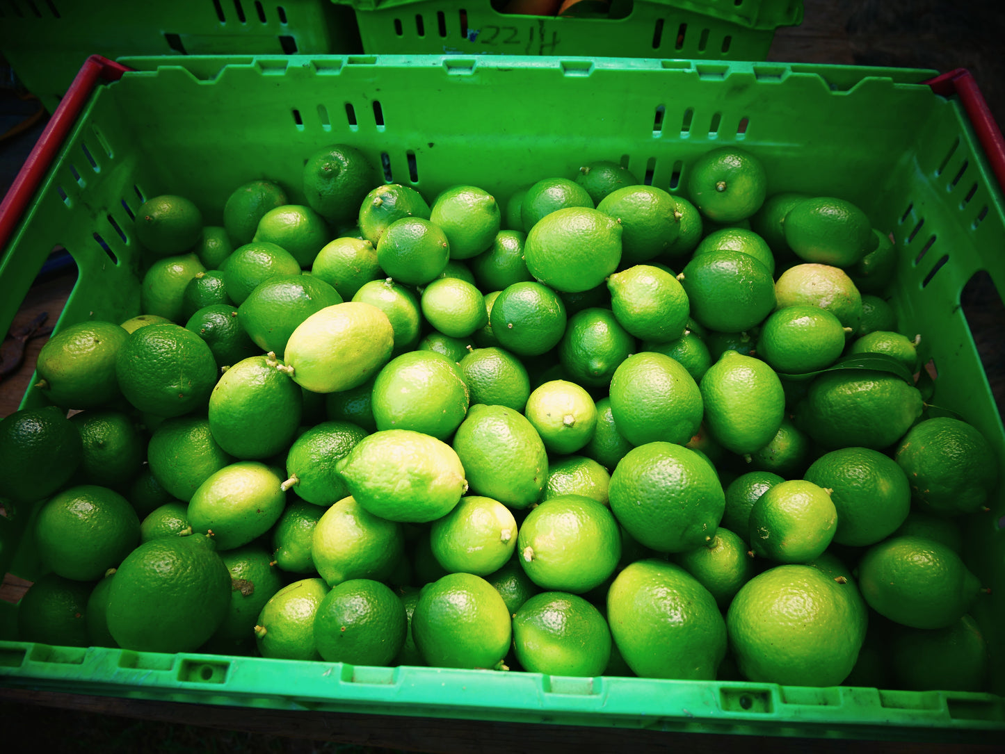Tahitian Limes 4 kg Box