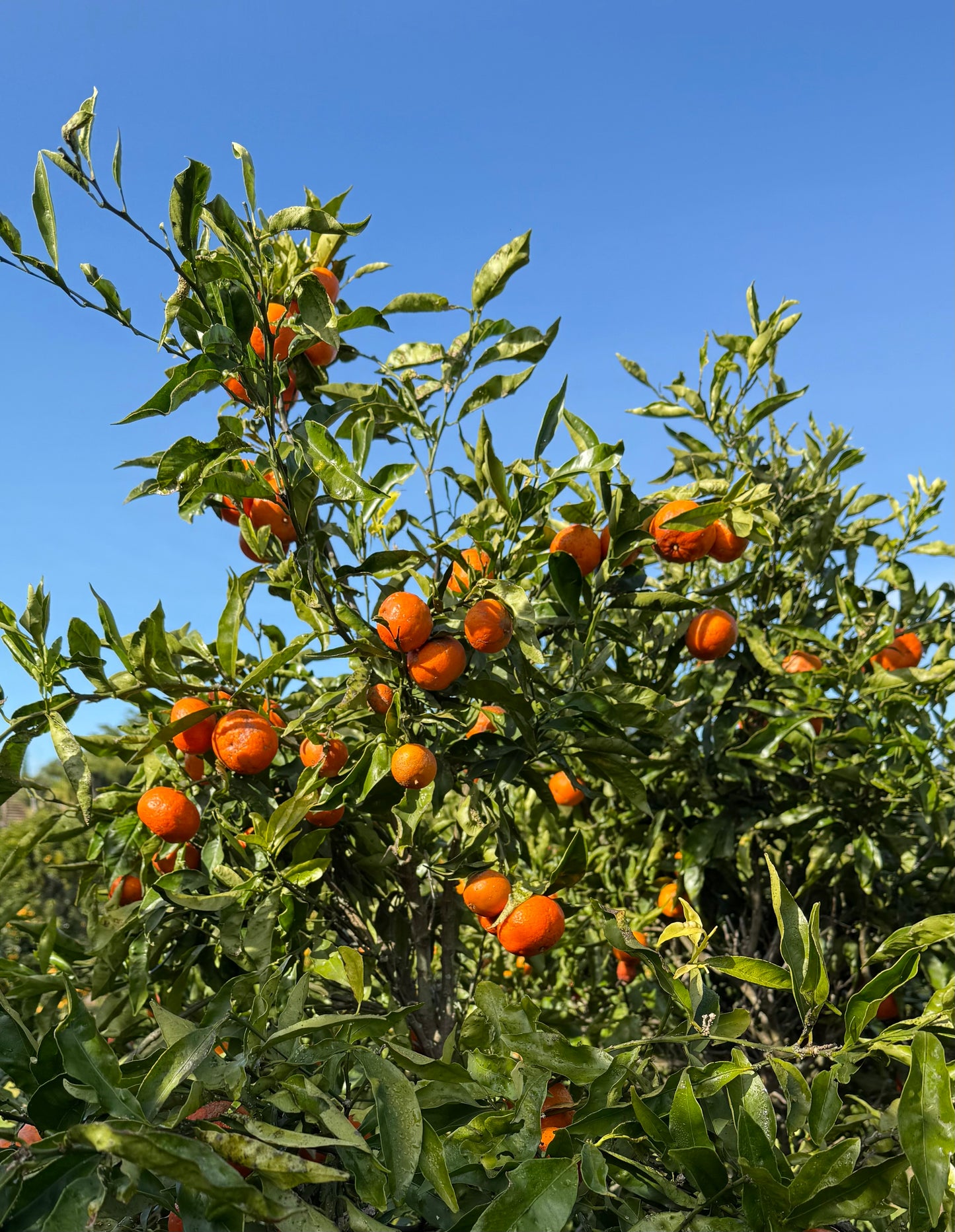 Clementines - Due July