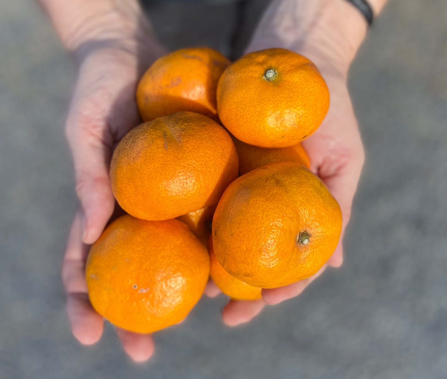 Satsuma Mandarins 4 Kg Box