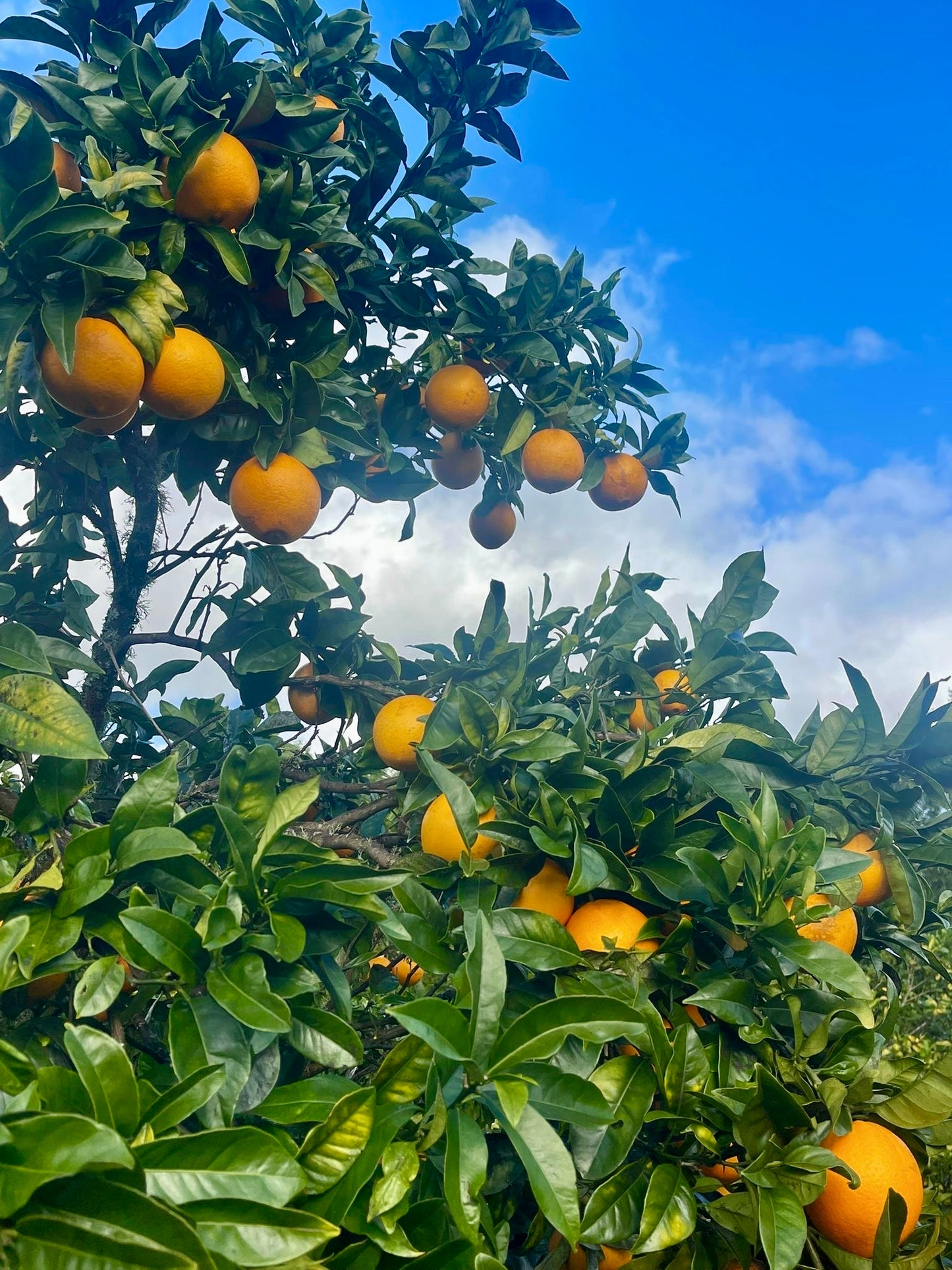 Navelina Oranges 4Kg Box
