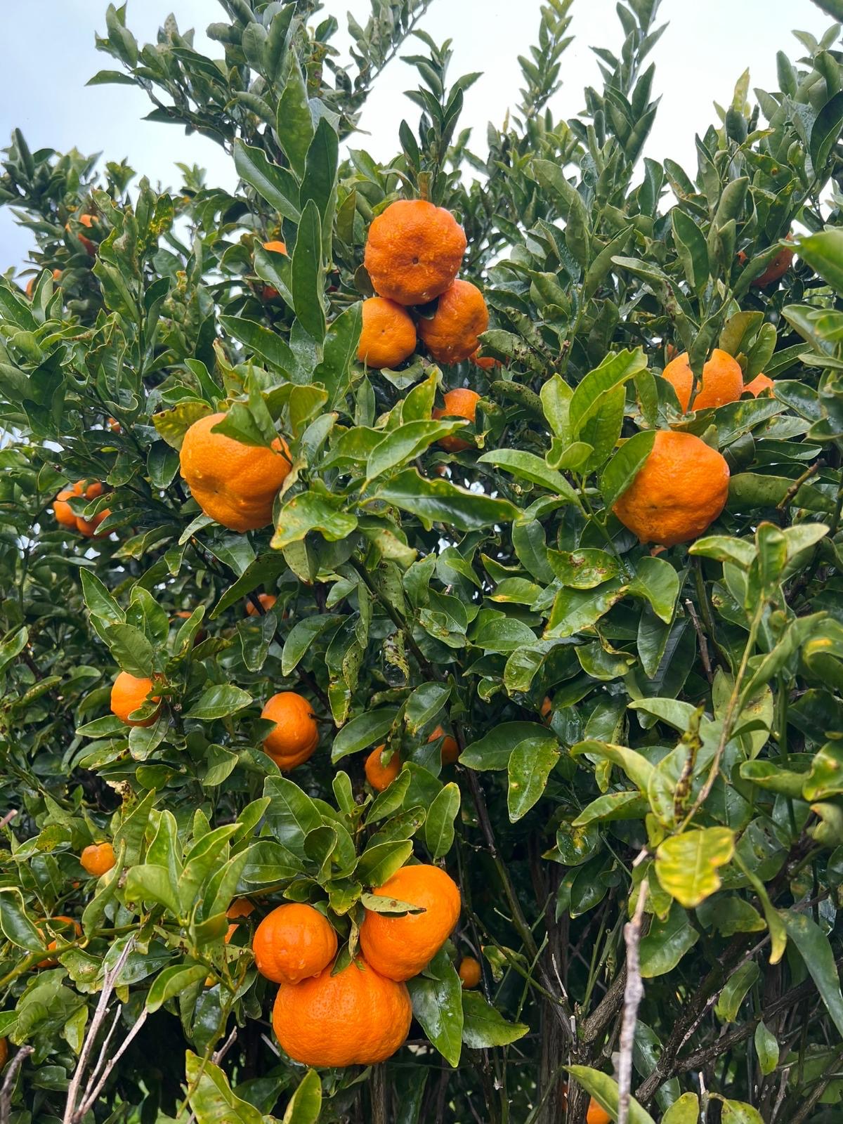 Richard Specials Mandarins