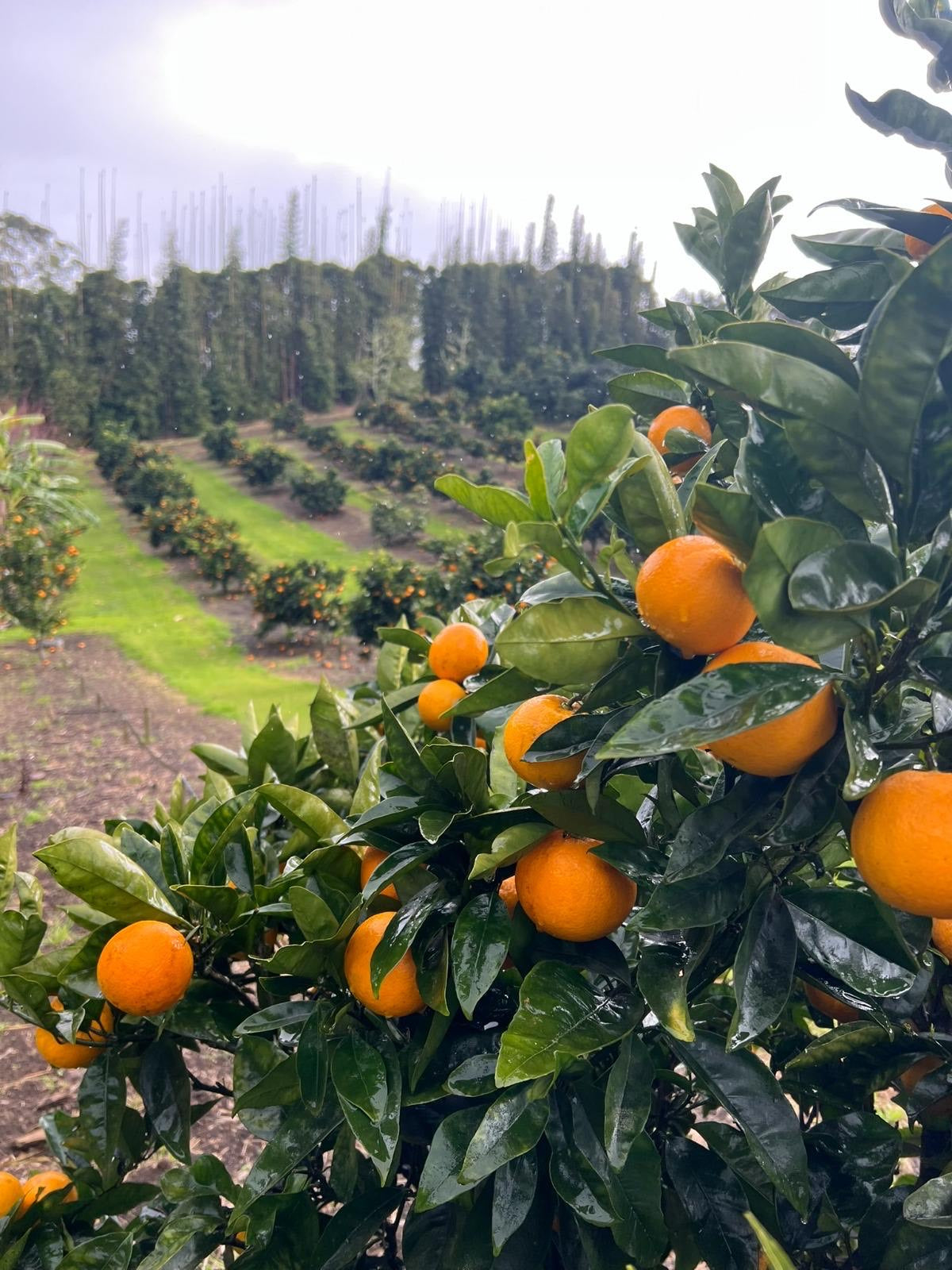Navel Oranges