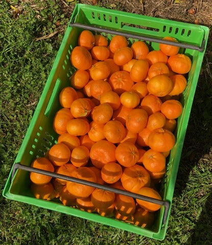 Satsuma Mandarins 4 Kg Box
