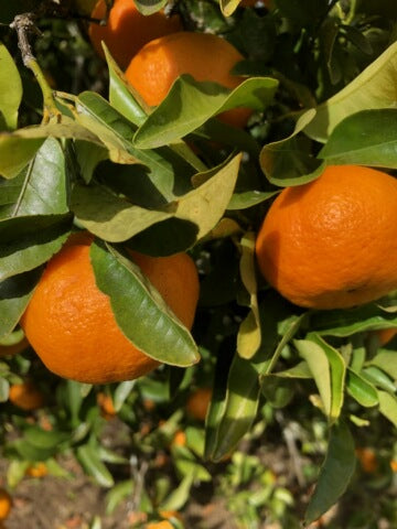 Satsuma Mandarins 4 Kg Box