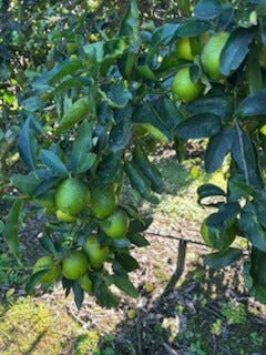 Tahitian Limes