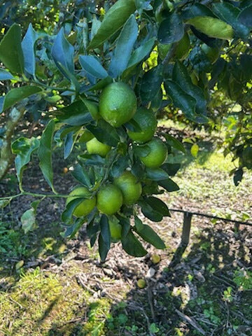Tahitian Limes