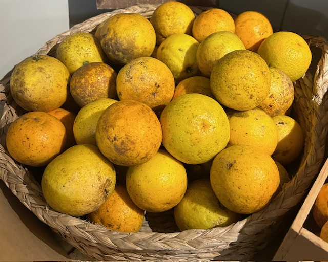 Valencia Oranges