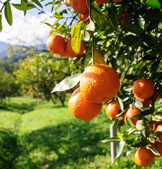 spray free oranges